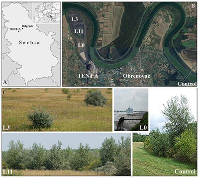 Ecophysiological response of Populus alba L. to multiple stress factors during the revitalisation of coal fly ash lagoons at different stages of weathering